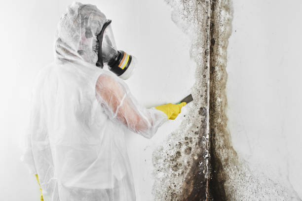 Reliable South Wilton, CT Mold Remediation Solutions