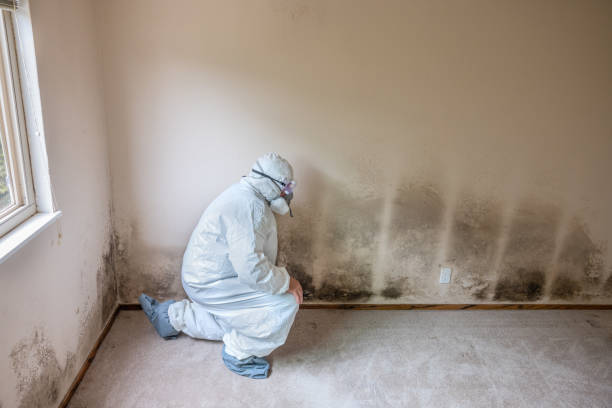 Best Environmental Consulting for Mold Prevention  in South Wilton, CT